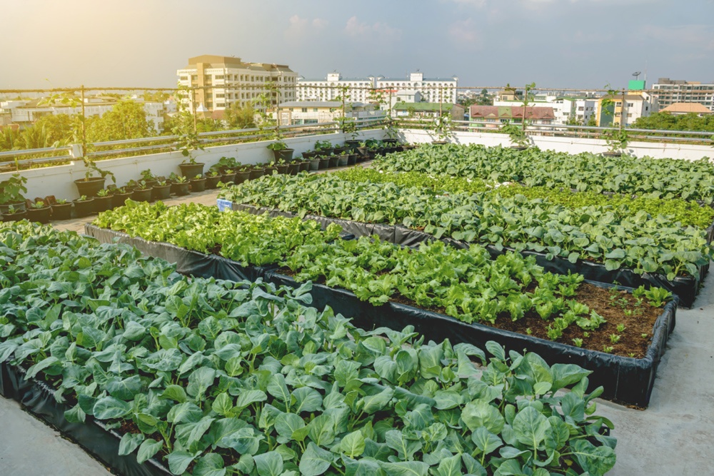 Rooftop Gardening